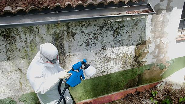 Top rated local Mold Remediation specialists in Newmanstown, PA
